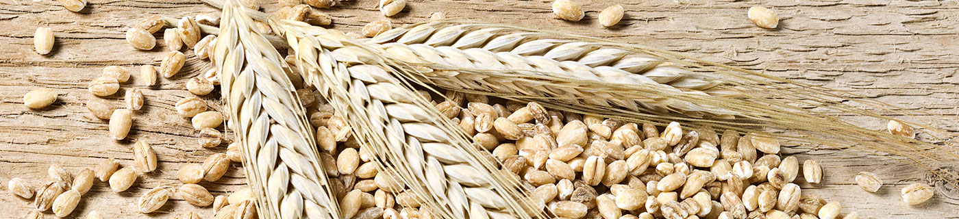 大麦のイメージ